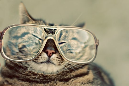 Мартовские коты часть 2 Мартовские коты часть 2