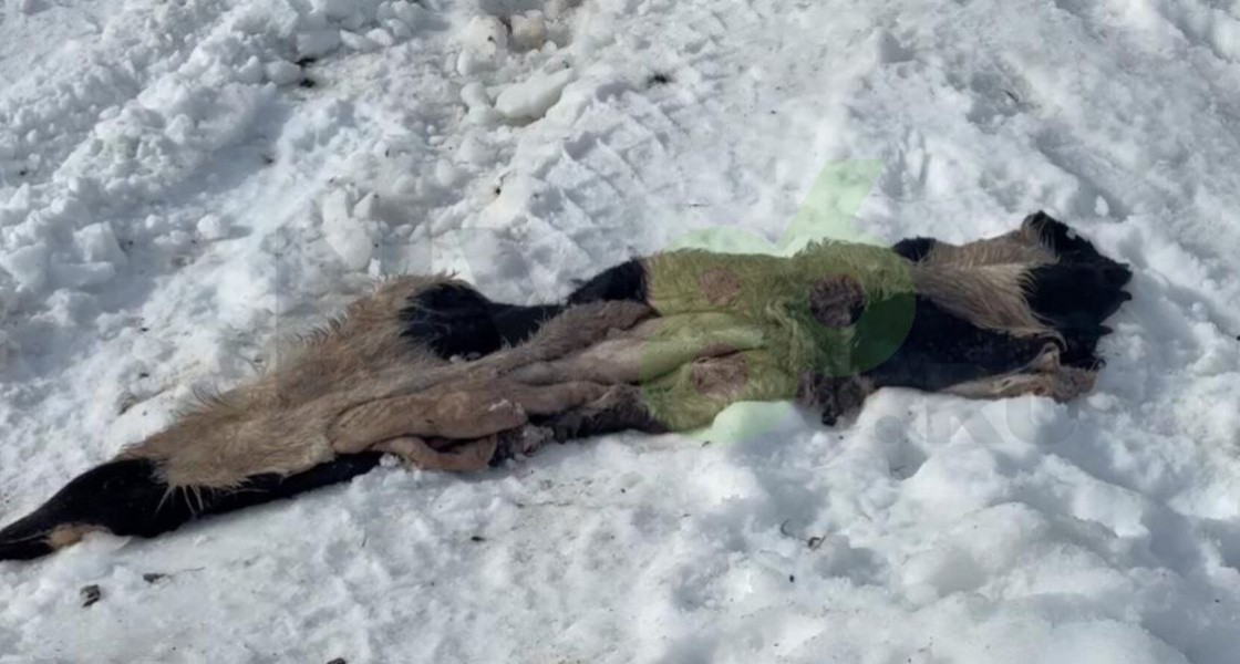 В гаражном кооперативе Нижневартовска завелась стая собак-каннибалов