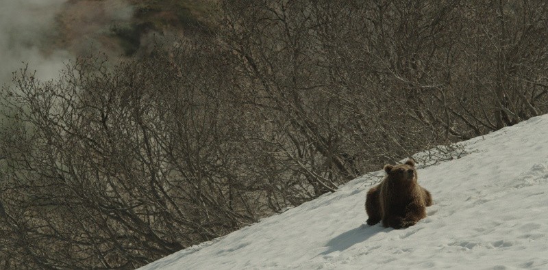 Земля медведей (2013)