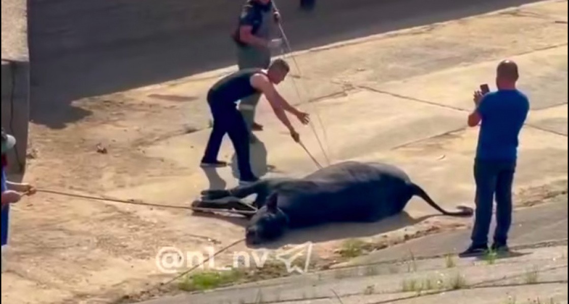 В Нижневартовске устроили корриду в центре города. ВИДЕО
