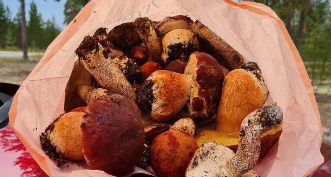 В ХМАО потепление сказалось на урожае лесных грибов