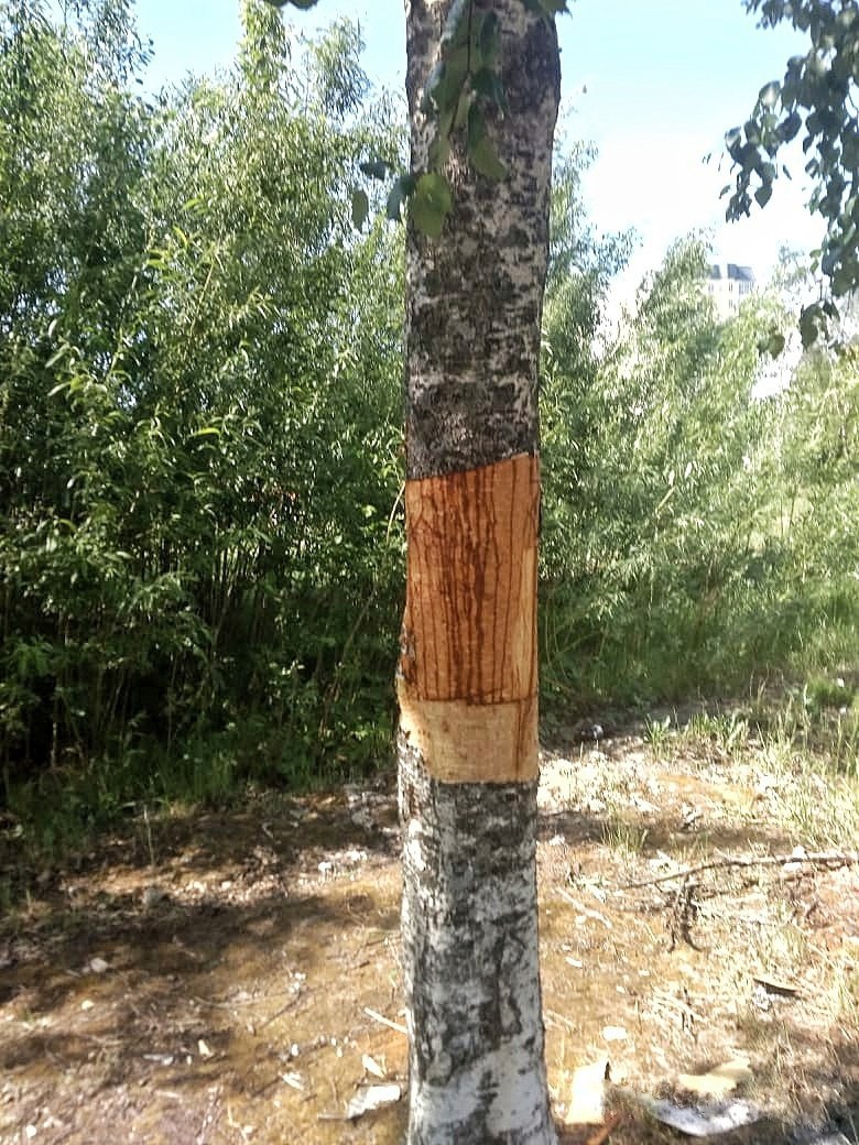 Фото: Осторожно ЮГРА / telegram