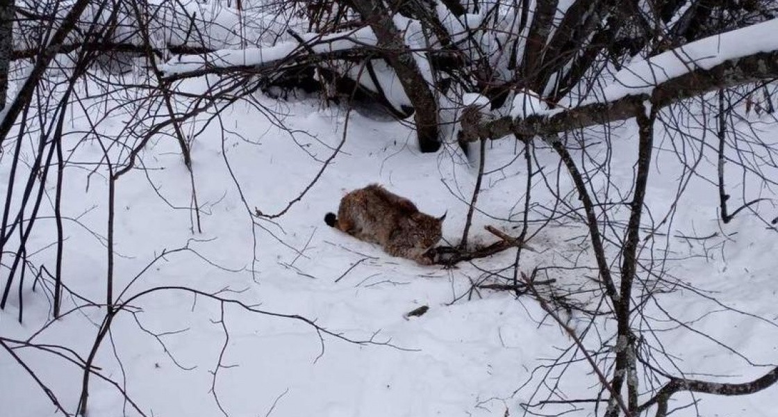 В Нижневартовске спасли рысь, попавшую в капкан
