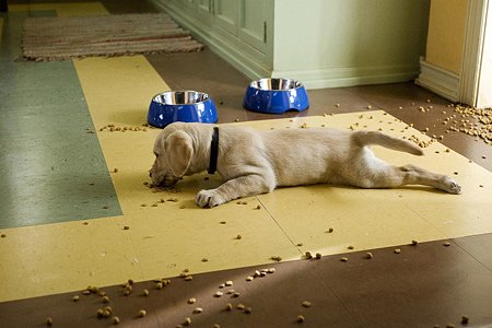 Марли и я (2008)
