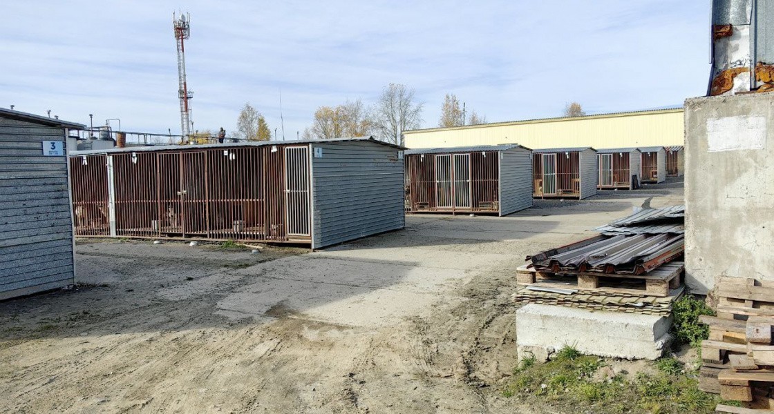 Стало известно, когда в Нижневартовске снимут карантин в приюте для бездомных животных