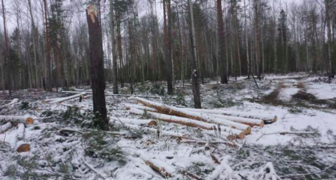 Власти Нижневартовска напомнили, как отличить валежник от сухостоя, чтобы не получить штраф