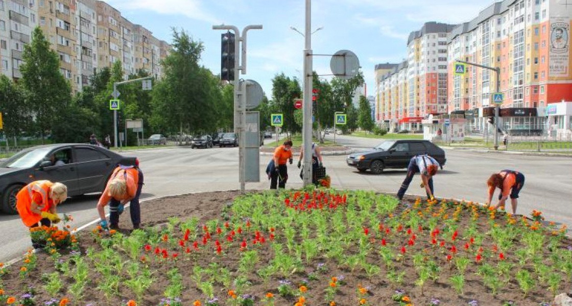 Клумбы с сальвией появятся этим летом в Нижневартовске