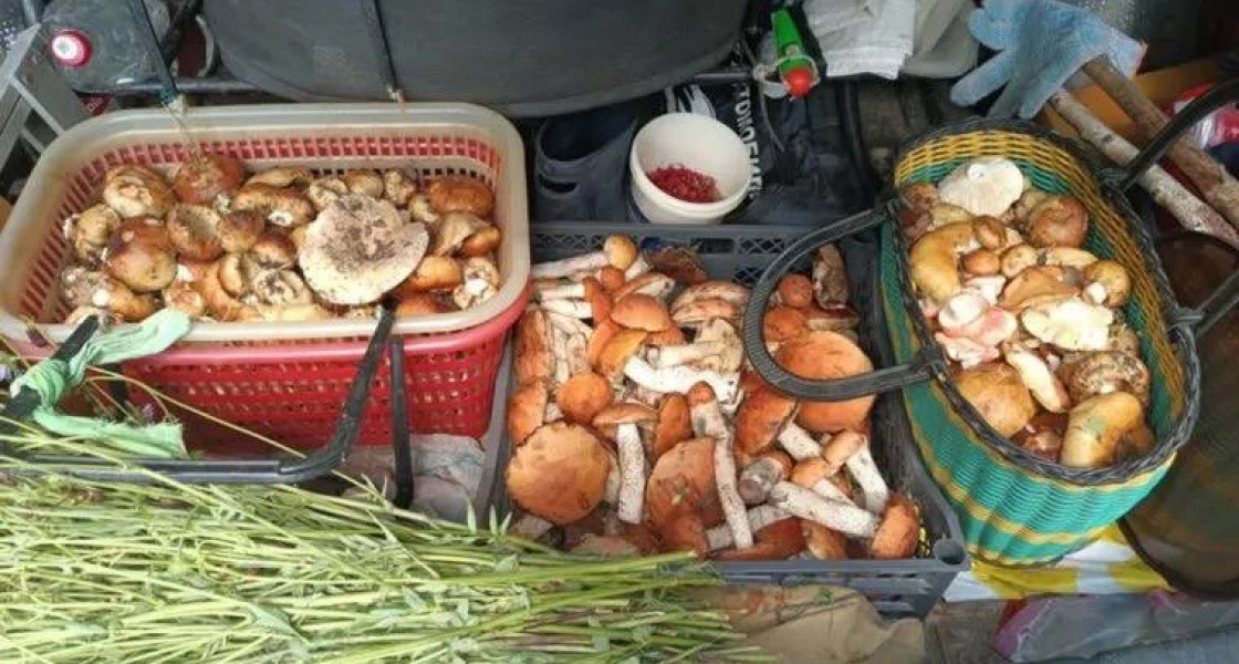 Ученый из ХМАО объяснил, почему не стоит собирать ранние грибы