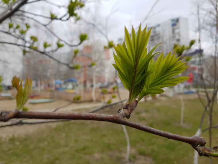 Рассказываем, как озеленят Нижневартовск в этом году