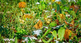 В Нижневартовск придет бабье лето