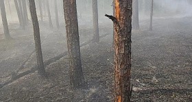 В Нижневартовском районе снят режим ЧС и запрет на посещение лесов