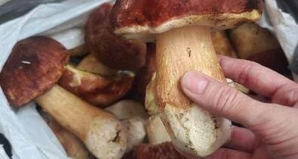 В Нижневартовске пройдет конкурс садоводов
