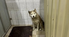 В Нижневартовске домашняя собака напала на маленькую девочку
