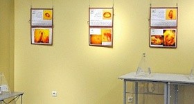 Выставка «Доисторические насекомые в янтаре»