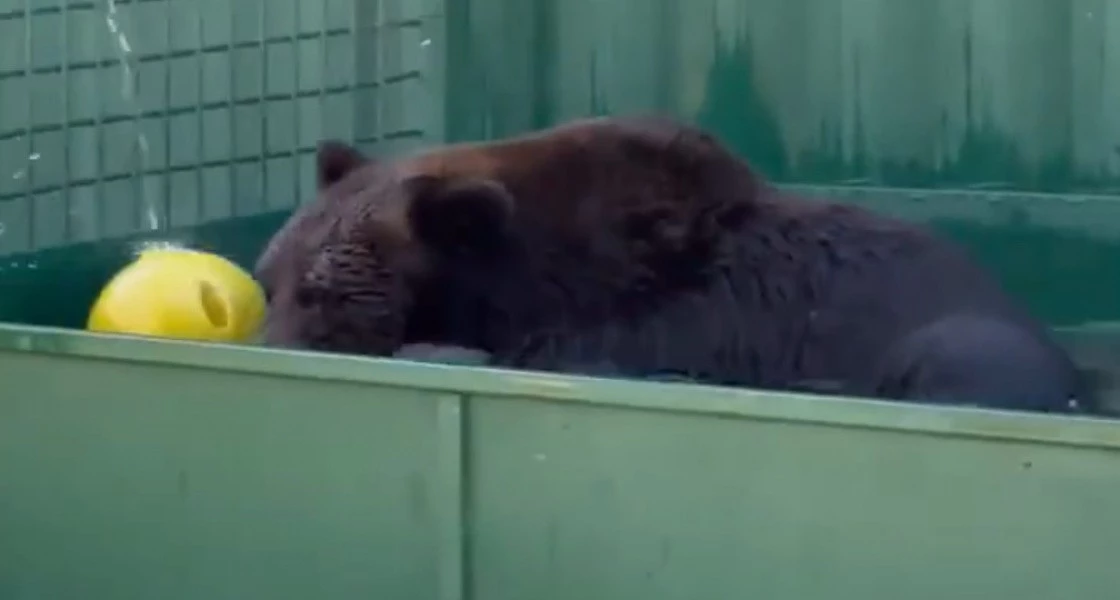 Косолапый узник из Нижневартовска обживается в новом вольере с личным аквапарком