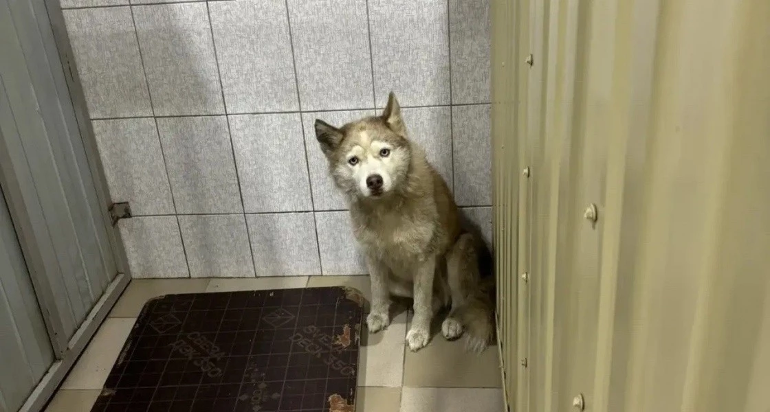 В Нижневартовске домашняя собака напала на маленькую девочку